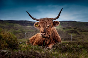 highlander-bull.jpg