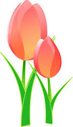 tulips.jpeg